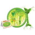 Nerve Cell (Neuron) Giant Microbe