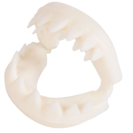 Great White Shark Teeth