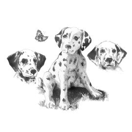 Large Dalmatians Sketch Kit