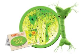 Nerve Cell (Neuron) Giant Microbe